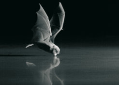 A Schreiber’s bat (Miniopterus schreibersii), trying to drink from a smooth metal plate.