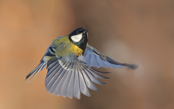 Physiological stress response patterns of great tits exposed to