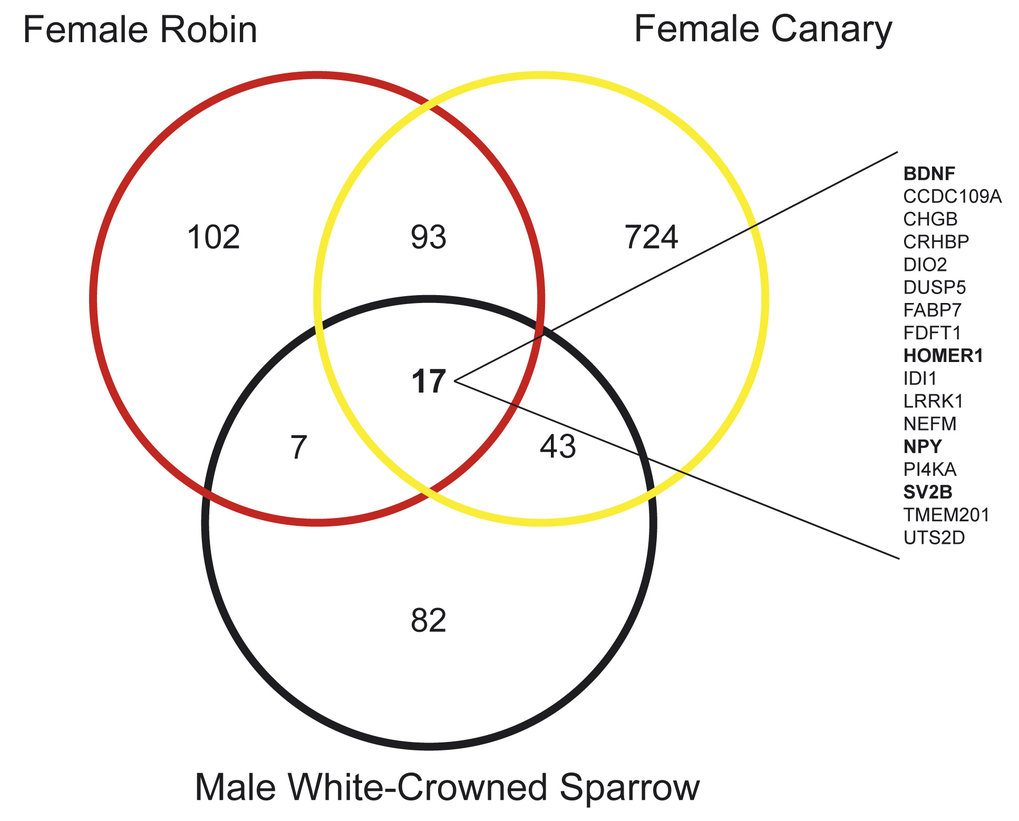 Song control nucleus transcriptome