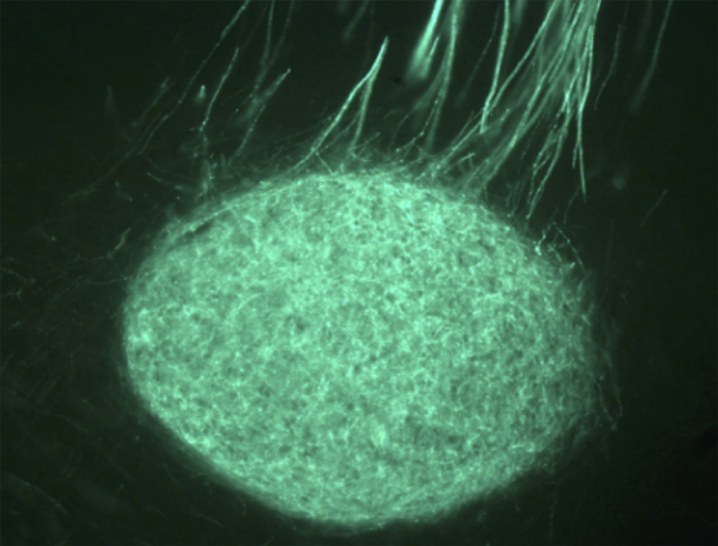 Song control nucleus connectome