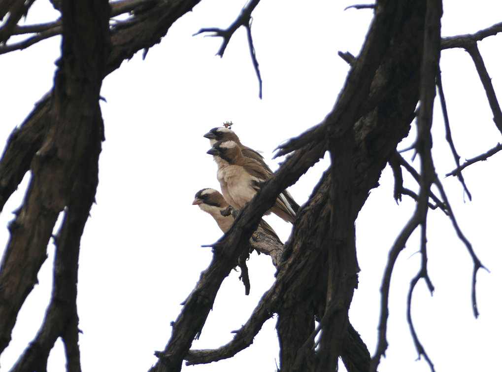 Neural mechanisms of vocal communication in songbirds