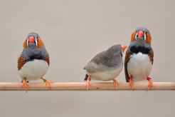 A female zebra finch looks at a male with red leg bands, next to them a male with green leg bands. The colour of the band, however, is not important for mate choice.