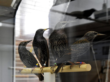 Berries regulate metabolic stress in migratory birds