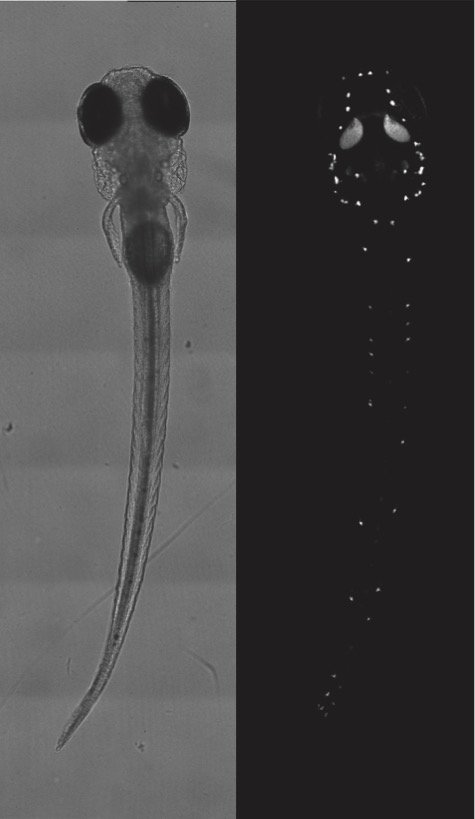 The Mechanosensory Lateral Line