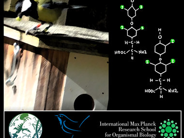 Do thyroid hormones help birds to adjust to changes in environmental conditions?