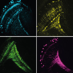 The fly brain calculates movements from signals transmitted by different types of cells (four, shown here in colour) – and motion detection speeds up once the animals start to move.