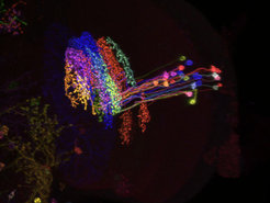 The brain processes the different directions of motion locally in separate layers. A new cell type (shown in colour) breaks this structure and prevents inappropriate activation of downstream wide-field neurons by mutual inhibition of the layers.