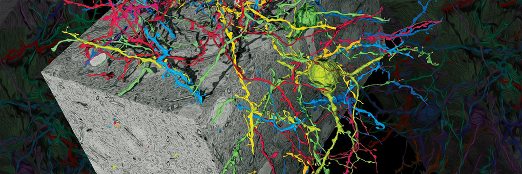 Department Electrons - Photons - Neurons