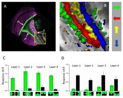T4 and T5 cells represent the fly’s elementary motion detectors. (A) Confocal image of the driver line. (B) Functional imaging data showing the four subgroups of T4 and T5 cells, each tuned to one of the four cardinal directions. (C) T4 cells respond preferentially to ON-edge motion. (D) T5 cells respond preferentially to OFF-edge motion.