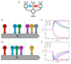 (A) Three-arm detector model (from Haag et al, 2016). (B,D) Connectomic data reveal a tripartite input arrangement for T4 (B) and T5 (D) cells (modified from Shinomiya et al, 2019). (C,E) Step-responses of input cells to T4 (C) and T5 (E) cells show different dynamics (modified from Arenz et al, 2017).