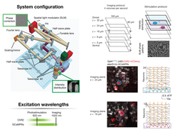 Two-photon holographic microscope for precise manipulation of neuron activity