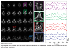 Cellular resolution volumetric imaging throughout the zebrafish brain