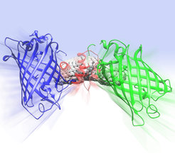 The new "Twitch"-sensors are tiny calcium indicators which are synthesized by the cell itself. If a cell does something, for example it becomes active, calcium enters the cell. Some of this calcium binds to "Twitch", which responds with a change in structure. This transformation is accompanied by a change in fluorescent color, detectable under the microscope.