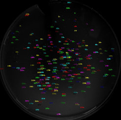 What looks like a starry sky are bacterial colonies which each carry a different variation of the new calcium indicator. By direct comparison, the smallest and most effective indicators could be selected and further improved.