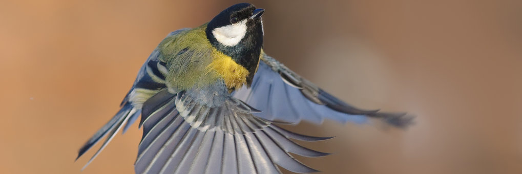 Fliegende Kohlmeise mit ausgebreiteten Schwingen