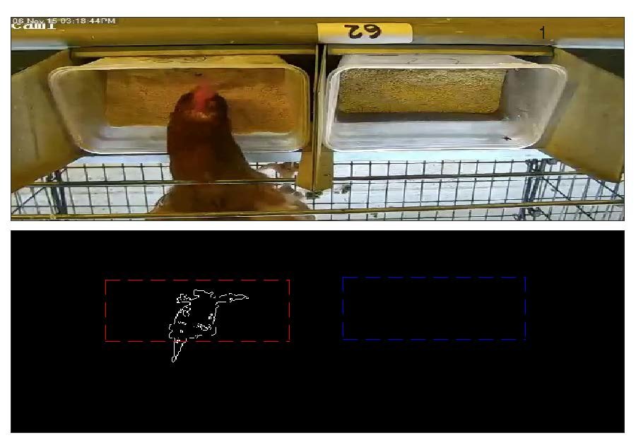 Sensory Preferences in Vertebrates