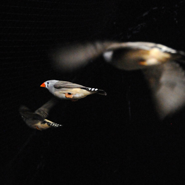 Four brown-gray birds in flight, seen from the side against a dark background.