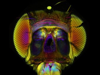 What Do Flies See Out of Their Compound Eye?