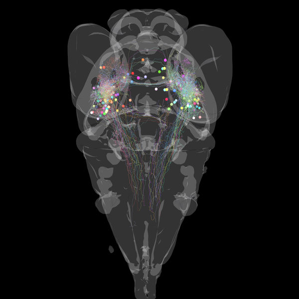 Grey outline of a zebrafish brain with individual neurons that are depicted as colorful spheres with long extensions.