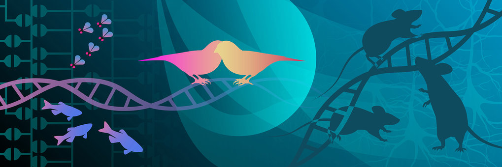 Illustration containing two birds, three fish and five flies next to a DNA double helix.