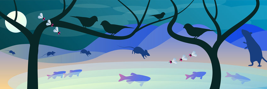 Illustration of birds in a tree, fish in water, mice on land and flies in air against a landscape at night.
