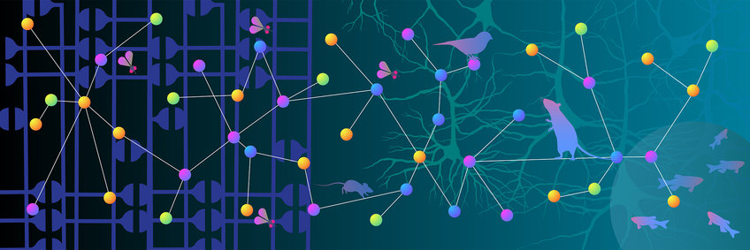 Illustration of a network, consisting of colorful spheres connected by white lines. Two mice, a bird, flies and fish are shown next to the network.