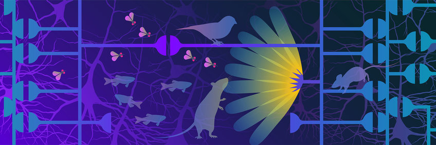 Illustration of a mouse sniffing a flower and neurons forming a network, on which a mouse and a bird are sitting. Next to them, a few fish and flies.
