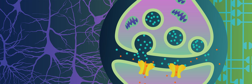 Illustration einer Synapse, der Kontaktstelle zwischen zwei Nervenzellen, und ihrer typischen Bestandteile: präsynaptisches Neuron mit Mitochondrien und Neurotransmittern in Vesikeln; postsynaptisches Neuron mit Membranproteinen, die als Rezeptoren für Neurotransmitter dienen.