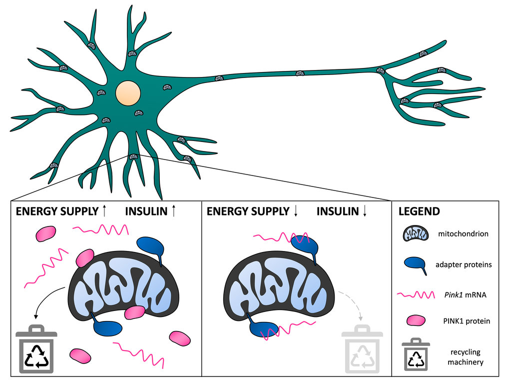 Illustration of the processes that impact the recycling of mitochondria, depending on the body's current energy supply.