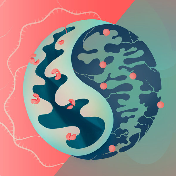 Illustration of two mitochondria (cellular power plants) that form the two halves of a Yin-and-Yang sign.