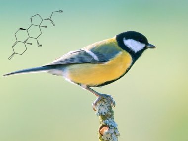 Glucocorticoids and reproduction
