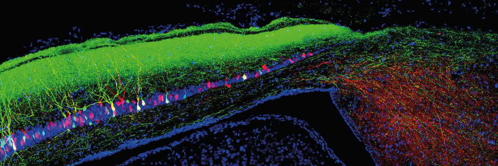 Neuronale Dynamik und Evolution