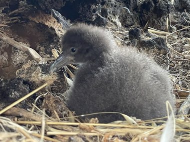 Is global warming shrinking birds?