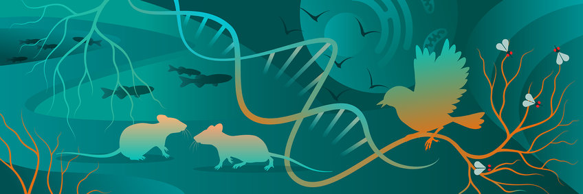 Animal Care Drawing of mice, birds, fish, and flies surrounded by a strand of DNA and cells.