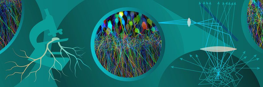 Imaging Facility Excerpt from a colorful microscopy image next to a drawing of a nerve cell under a microscope.