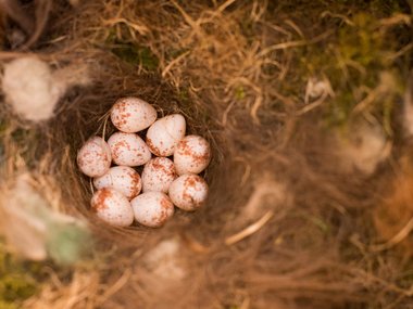 No effect of egg hormones on maternal or offspring fitness
