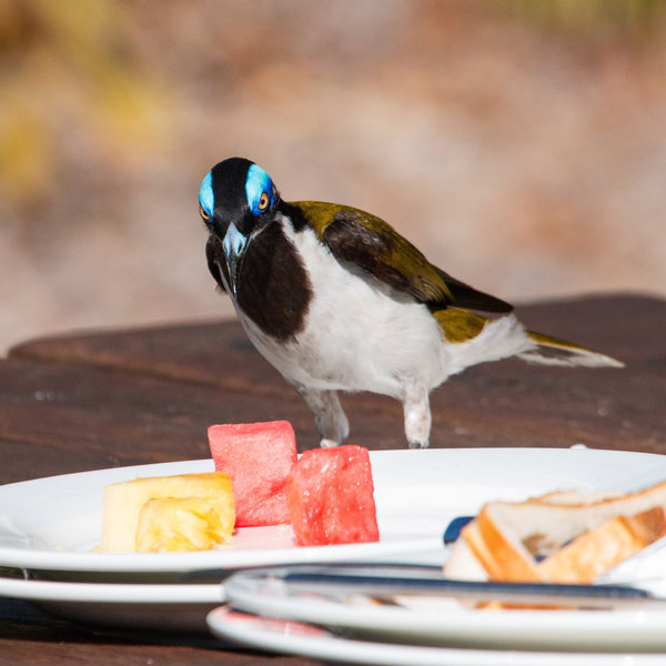 A brown and white bird with blue plumage on its head is standing on a table with plates of fruit on it.